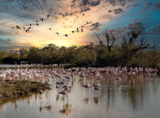 LA FESTA DEGLI ZINGARI e LA CAMARGUE Aigues Mortes, Saintes Maries de la Mer Dal 23 al 24 MAGGIO 2026